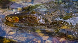 Brown trout spawning ground