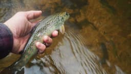 brown trout