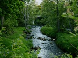 rzeka płynąca przez las