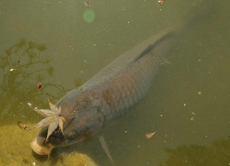 karp, Rybie pasożyty – dlaczego się ich boimy i czy słusznie?