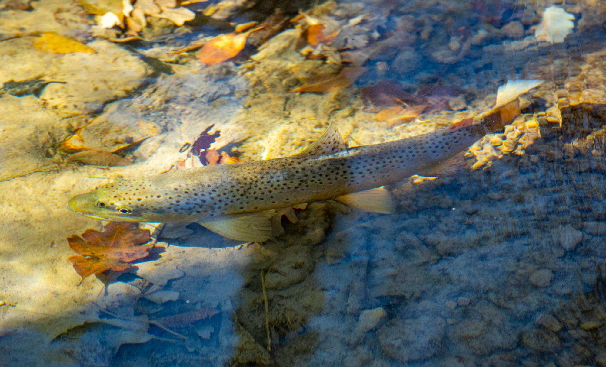 Hiszpania to nie tylko słońce. To także kraj pstrąga.