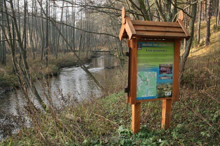 film, Unikatowe nagrania z tarła troci jeziorowej