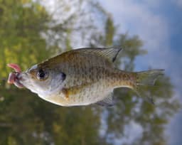 Ryba bass