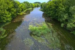 Zarastająca rzeka nizinna