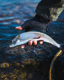 Lipień wypuszczany do wody