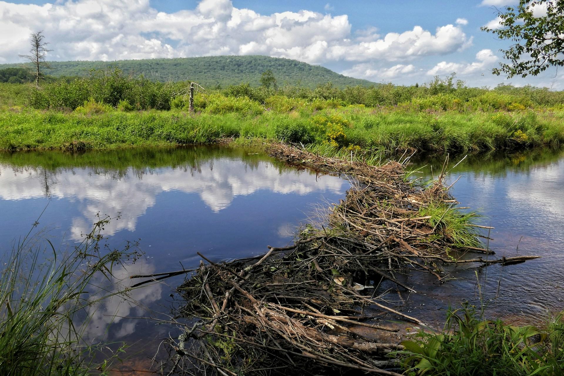 Czy bobrowe tamy utrudniają życie łososiowatym?