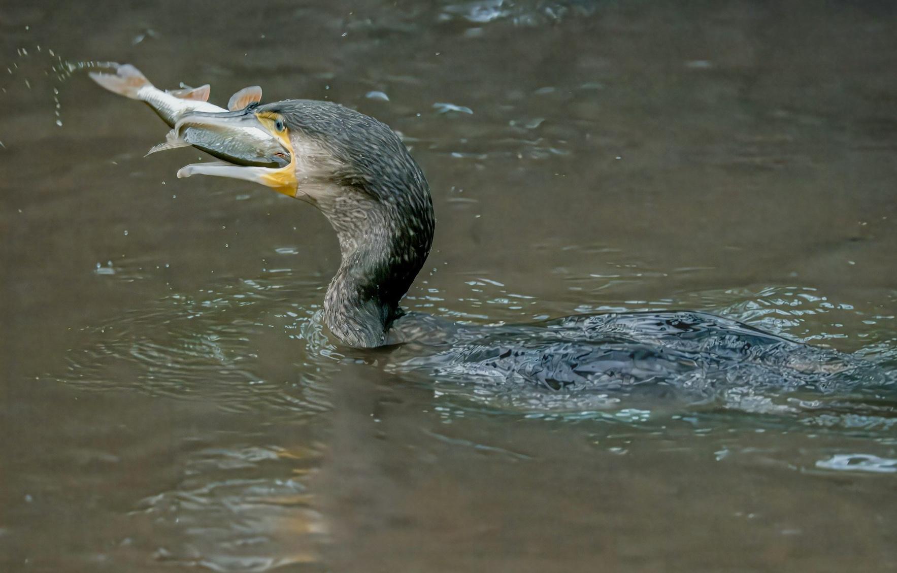 Czy kormorany wyjadły nam wszystkie pstrągi?