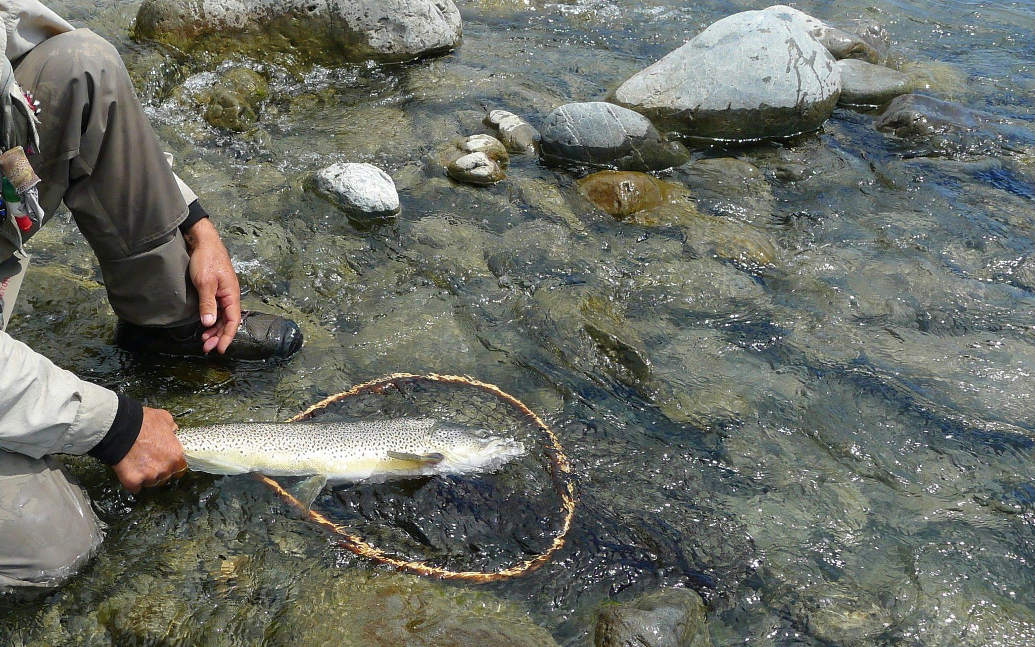 Pstrągowe wody No-Kill w Polsce – ile ich jest?